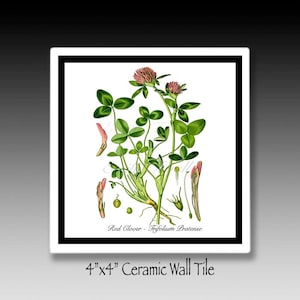 Red Clover Ceramic Hanging Tile,  Illustration Print, Herb Tile, Vintage Botanical Print, Flower Illustrations, Flowers, Herb Prints