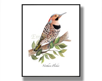 Flicker Bird, Framed Northern Flicker Bird Print, Woodpecker, Woodpeckers, Bird Cards, Bird Illustrations, Woodpecker Illustration, Bird Art