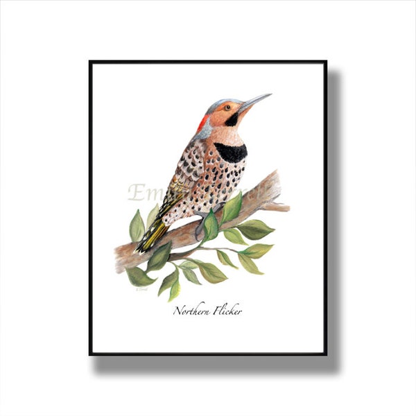 Flicker Bird, Framed Northern Flicker Bird Print, Woodpecker, Woodpeckers, Bird Cards, Bird Illustrations, Woodpecker Illustration, Bird Art