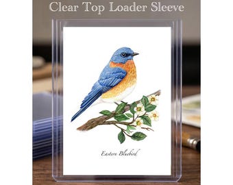 Eastern Bluebird: Watercolor Blue Bird Print, Greeting Cards, ACEO, Illustrations, Paintings
