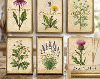 6 Fine Art Mini Wildflower Prints: Botanical flowers, Herb Cards, Scrapbooking, Junk Journaling, Crafting