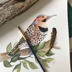 Northern Flicker Bird Print: Woodpecker Illustration, Matte Paper