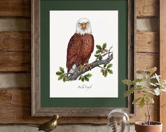 Bald Eagle Acrylic Painting Print: Illustration Birds, Bird of prey, Wildlife art, Fine Art Print