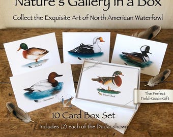 Duck Art Card Set: Waterfowl Stationery