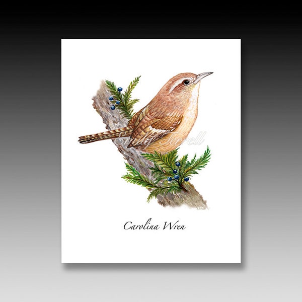 Carolina Wren Bird Print, Blank Bird Wren Cards, House Wrens, Bird Collections, Bird Illustrations, Brown birds