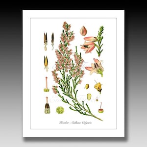 Heather Illustration Print, Vintage Botanical Flowers, Vintage Botanical Illustrations, Heather Flowers