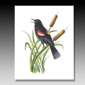 Red Winged Black Bird Print: Acrylic Bird Illustration