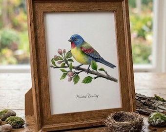 Painted Bunting Bird Color Illustrations, Note Cards, Wall Decor