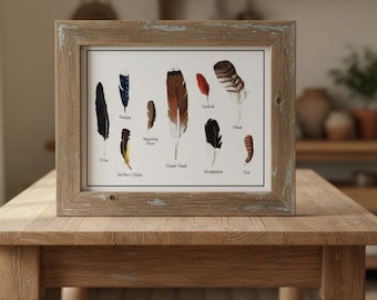 Feather Identification Art Print: Feather Collection Illustration