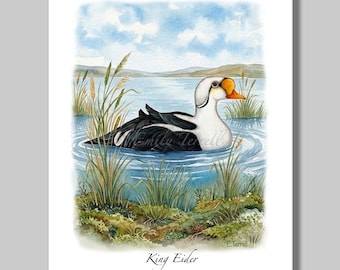 King Eider Duck Print: Waterfowl Art, Note cards, greeting cards, nature paintings