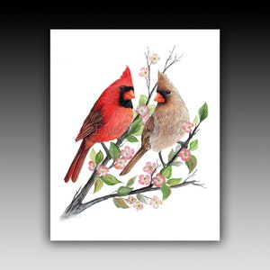 Cardinal Birds, Male Cardinal, Red Cardinal, Red Bird, Female Cardinal, Cardinal Couple, Cardinal Pair