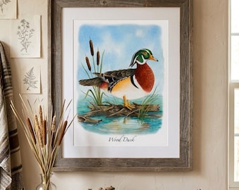 Wood duck Art Print: Ducks, water birds, illustrations, watercolor prints