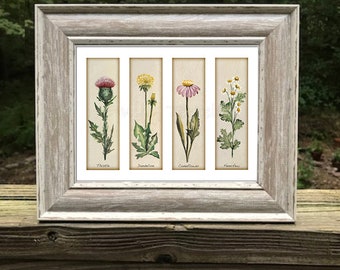 Wildflower Botanical Print: Thistle, Dandelion, Coneflower, Feverfew
