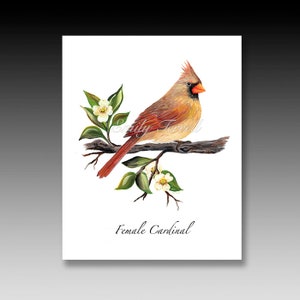 Female Cardinal Bird Print, Cardinals, Red Birds, Cardinal Painting, Cardinal Art, Female Birds, Note Cards, Cardinal Cards