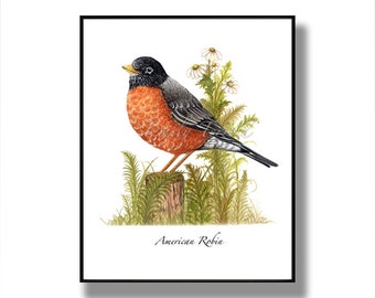 American Robin Bird Print: Watercolor Painting Reproduction