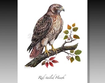 Hawk Illustration Print: Red-tailed, Birds of Prey, Cards, Greeting Cards, Art