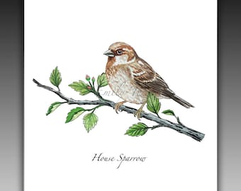 House Sparrow Bird: Watercolor Print, Illustration Bird Cards