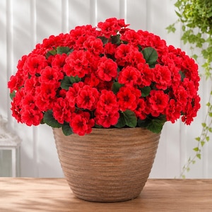 May include: A dense, rounded cluster of vibrant red flowers with small, dark green leaves, potted in a textured, light brown, tapered planter. The plant features numerous small, ruffled blossoms that create a full, voluminous appearance.