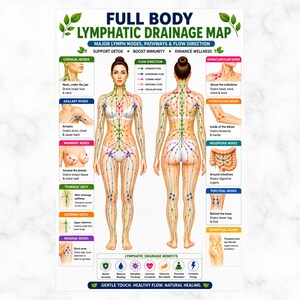 Mappa completa del drenaggio linfatico del corpo / Principali linfonodi, percorsi e direzione del flusso linfatico / Poster anatomico stampabile in PDF per centri benessere e cliniche