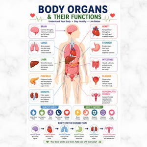 Puede incluir: Un póster educativo titulado BODY ORGANS & THEIR FUNCTIONS que presenta una silueta humana central con órganos etiquetados, incluyendo el cerebro, corazón, pulmones, estómago, hígado, intestinos, páncreas, vejiga, riñones y órganos reproductores.