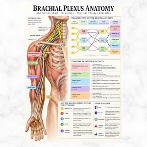 May include: An educational medical chart titled Brachial Plexus Anatomy featuring a detailed anatomical illustration of the human shoulder and arm nerves, alongside a color-coded diagram, terminal branch key facts, and clinical pearls.