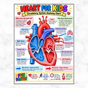 May include: An educational anatomy chart titled Heart for Kids Circulatory System Anatomy Chart. It features a large, colorful illustration of a human heart with labels for the aorta, vena cava, atria, ventricles, and valves, plus fun facts.