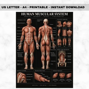 May include: A black and white educational poster titled Human Muscular System featuring anterior and posterior views of the human body, labeled muscle groups, deep core muscles, muscle layers, muscle structure, and types of muscle with text.