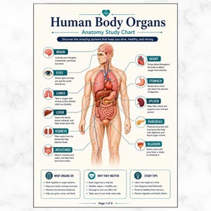 Anatomidiagram över människokroppen | Viktigaste inre organ och kroppssystem Utbildningsguide | Utskrivbar vetenskapsaffisch i PDF-format | Biologiklassrum