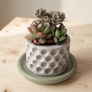 May include: A cylindrical light gray concrete planter with a textured dimpled surface pattern, containing a cluster of green and reddish-tipped succulent plants, resting on a circular sage green saucer with a raised rim and smooth finish.