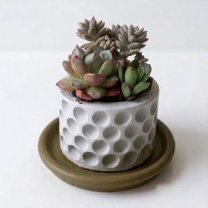 May include: A small, cylindrical, light gray concrete planter with a textured surface featuring rows of circular indentations. The planter holds a cluster of green and reddish-toned succulent plants and sits on a round, olive-green saucer.