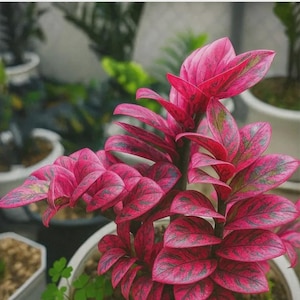 02 ザミオクルカス ブラック ピンクバリエガータ斑入りZZ plant Zz raven black pink variegated - Etsy 日本