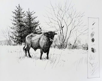 Longhorn!--pen and ink illustration by Cathy Johnson