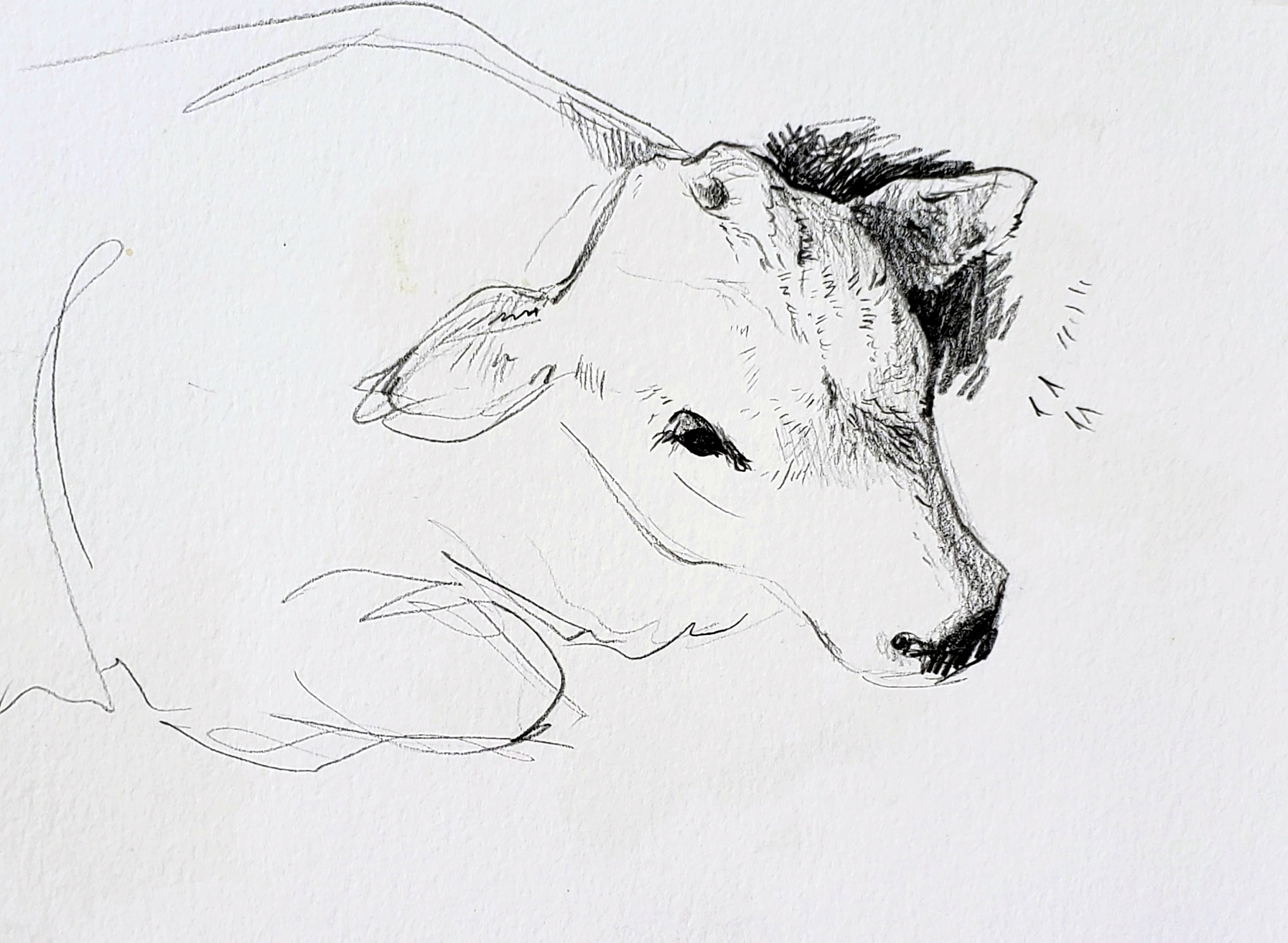 Drawing Calves--Two Ways!--illustration by Cathy Johnson