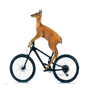 May include: A brown deer standing on a black mountain bike with a white background.