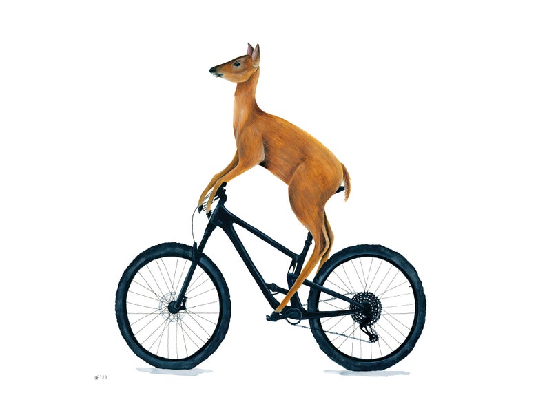 May include: A brown deer standing on a black mountain bike with a white background.