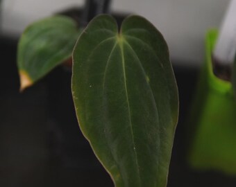 Anthurium BVEP RA1 Self