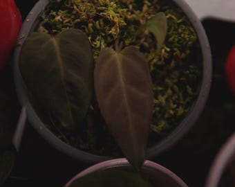 Anthurium Dark and Handsome x Dark and Handsome
