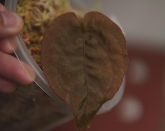 Anthurium Dressleri F1A x F1B