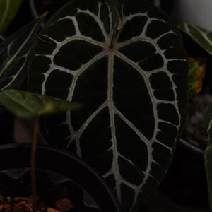 Anthurium Chocolate Crystallinum - Etsy