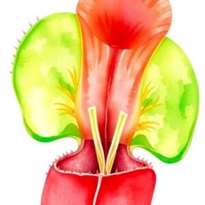 Puede incluir: Una ilustración botánica de una planta carnívora con un jarro inferior de color rojo vibrante con borde dentado, un cuello central rojo y dos grandes lóbulos de color verde brillante con detalles amarillos.