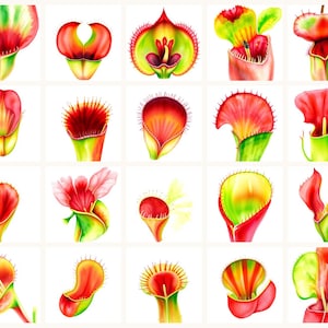 Puede incluir: Una cuadrícula de veinte ilustraciones en acuarela que representan varias plantas carnívoras de jarra. Cada planta presenta tonos vibrantes de rojo, amarillo y verde, mostrando estructuras únicas en forma de copa, bordes acampanados y detalles espinosos.