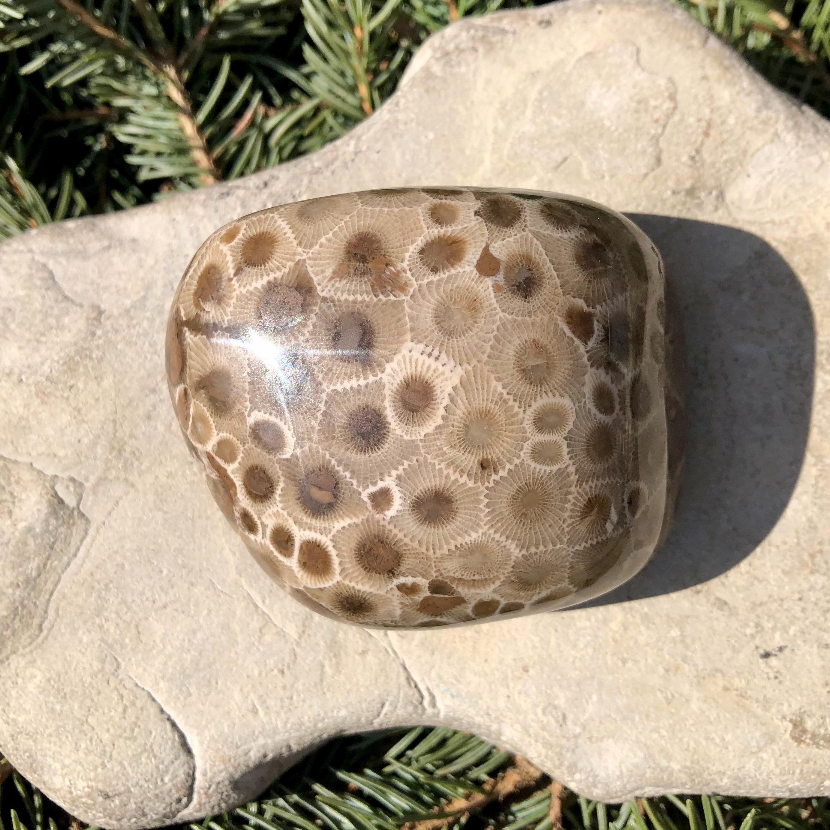 Pataski Rocks Petoskey Stone Specimen, Great Lakes, Michigan Rocks - Etsy