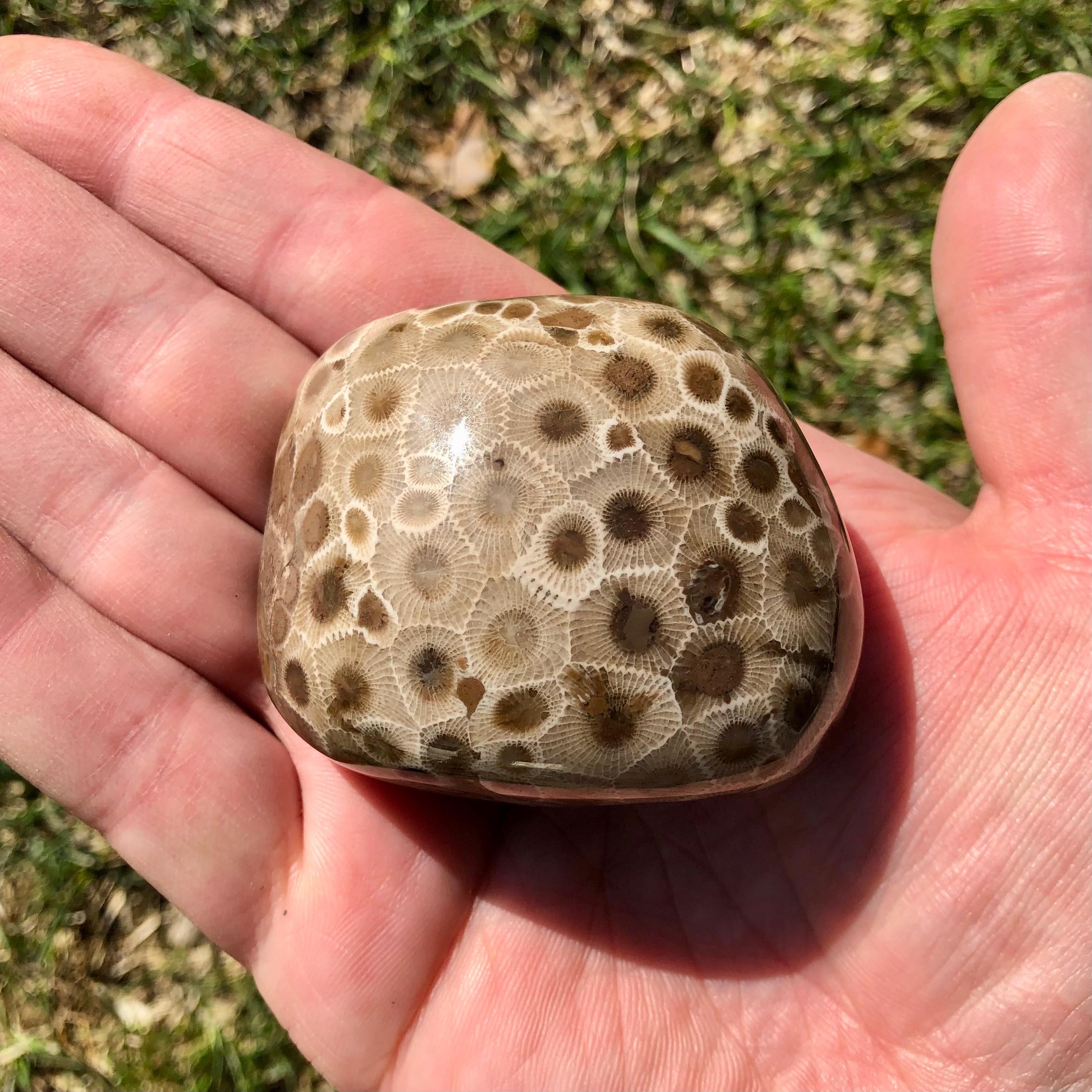 Pataski Rocks Petoskey Stone Specimen, Great Lakes, Michigan Rocks - Etsy