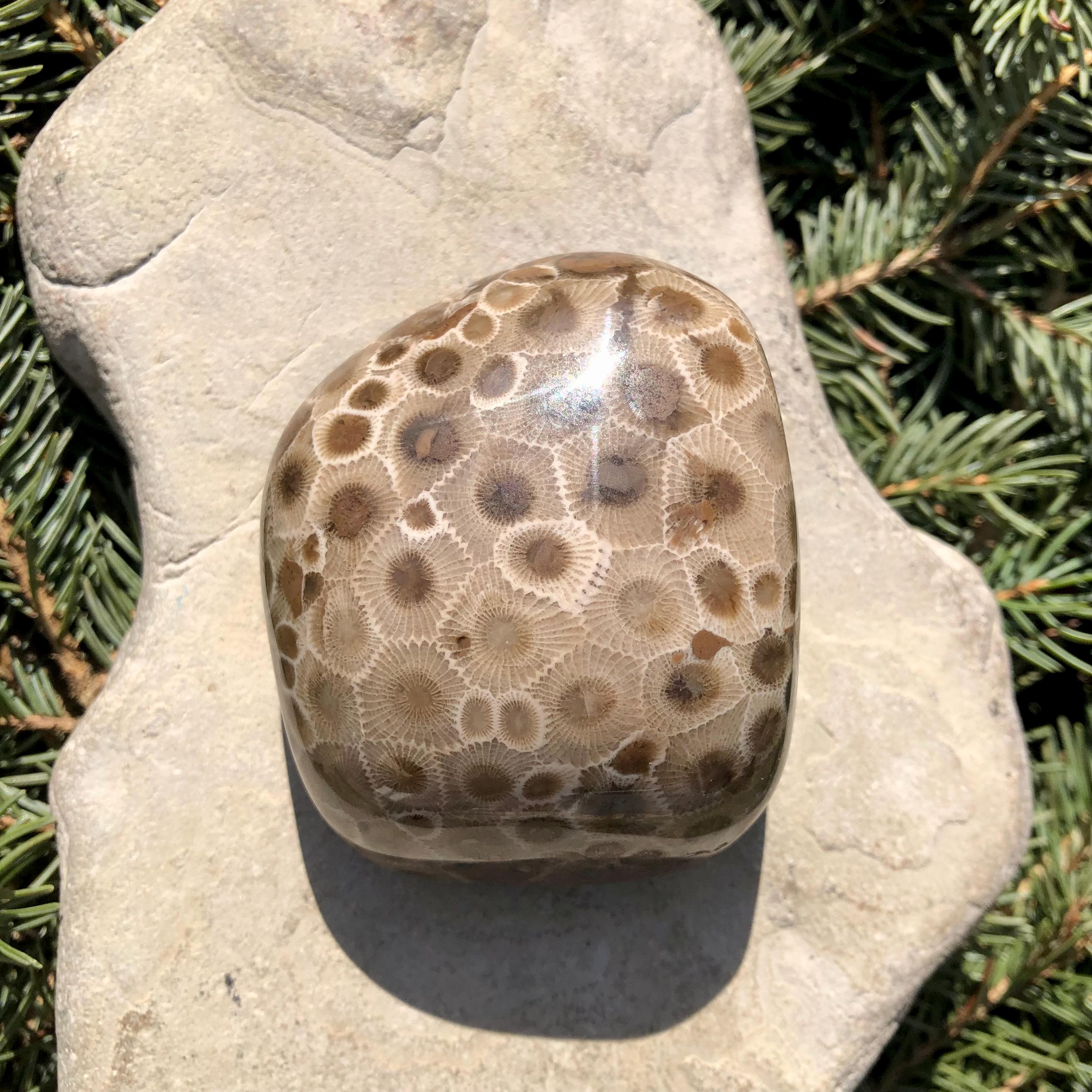 Pataski Rocks Petoskey Stone Specimen, Great Lakes, Michigan Rocks - Etsy