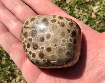 Spécimen de pierre Petoskey, Grands Lacs, Michigan Rocks