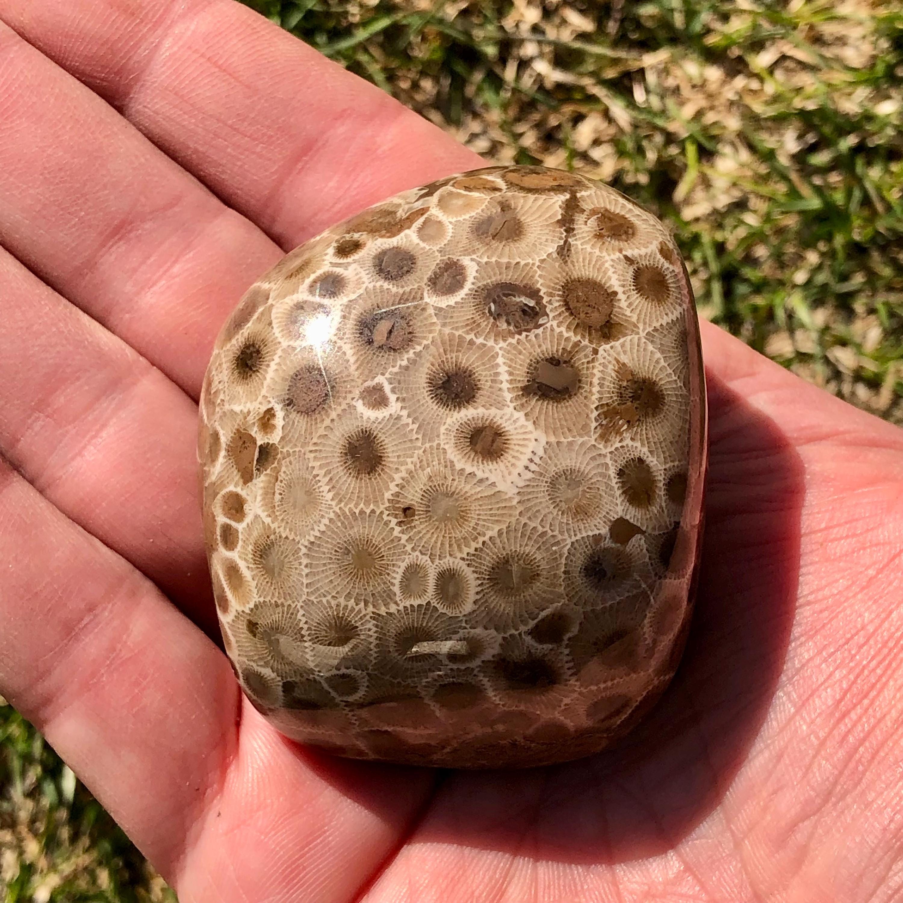 Pataski Rocks Petoskey Stone Specimen, Great Lakes, Michigan Rocks - Etsy