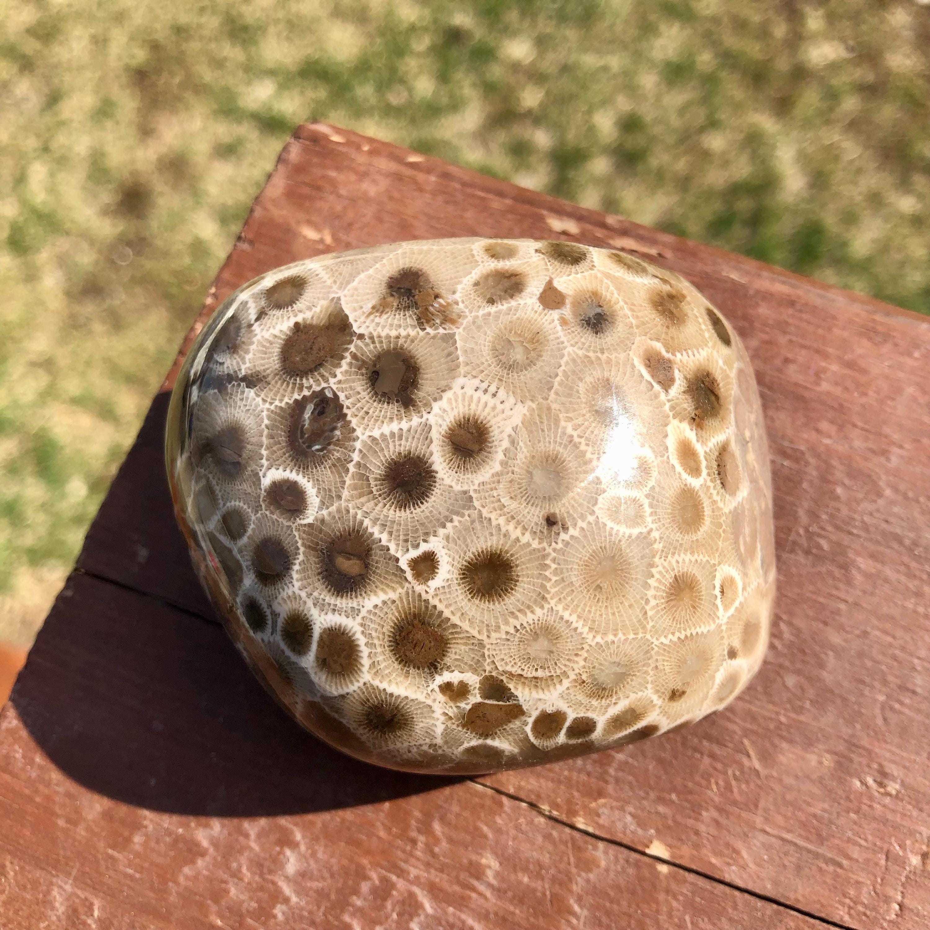 Pataski Rocks Petoskey Stone Specimen, Great Lakes, Michigan Rocks - Etsy