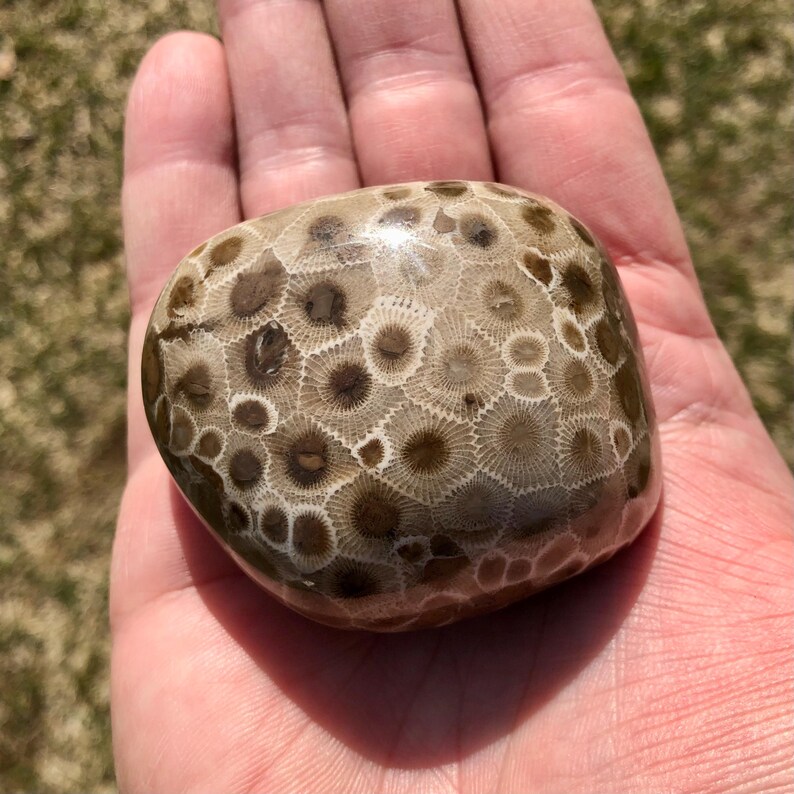 Pataski Rocks Petoskey Stone Specimen, Great Lakes, Michigan Rocks - Etsy