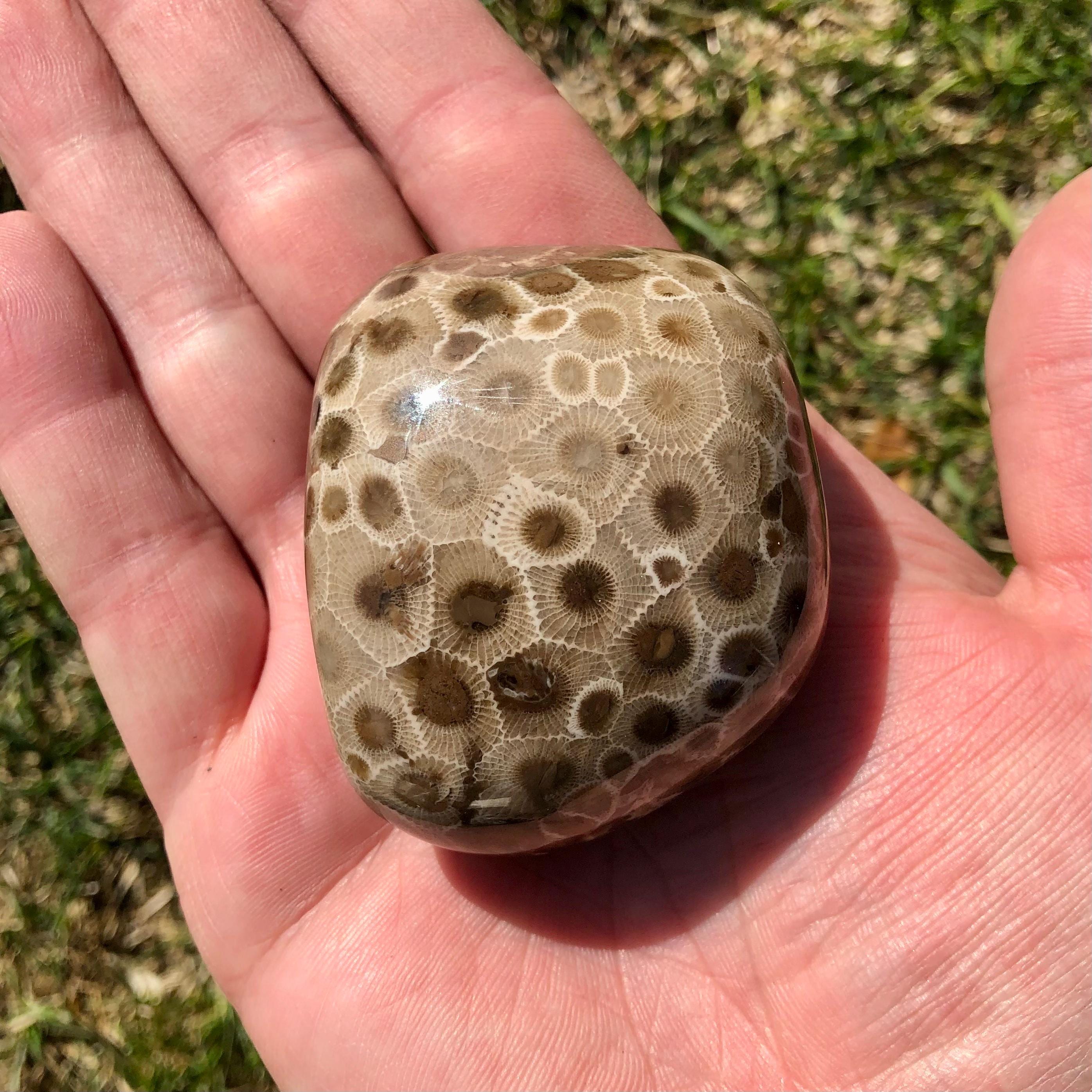 Pataski Rocks Petoskey Stone Specimen, Great Lakes, Michigan Rocks - Etsy