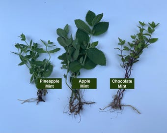 Mint Starter 3 pack - Apple, Pineapple & Chocolate: 9 Rooted Mint Plants